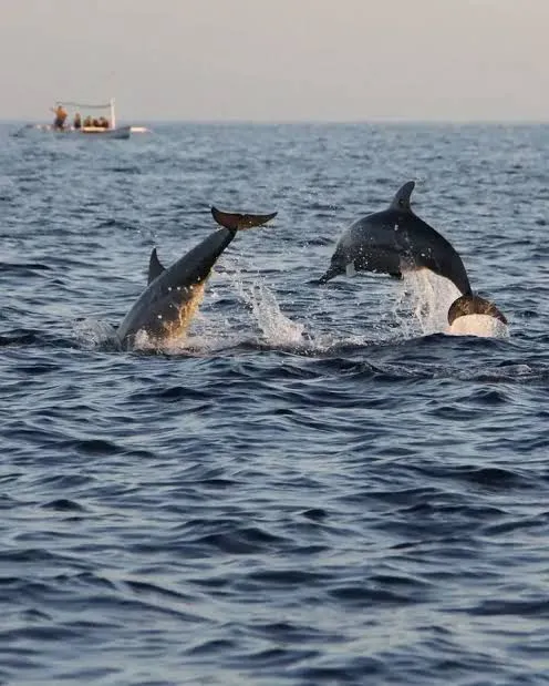 Irrawaddy dolphins leaping near Satapada