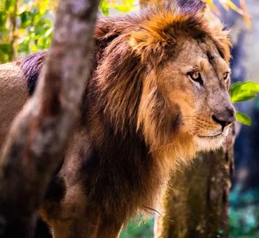 A lion at Nandankanan’s Lion Safari